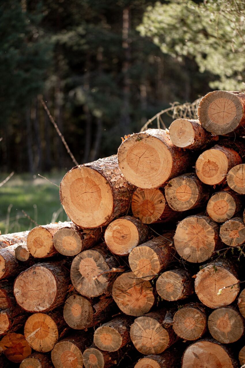 Waar moet je op letten bij het kopen van hout